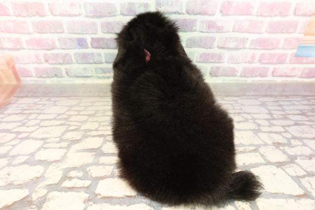東京都のハーフ犬・ミックス犬 (Coo&RIKU三軒茶屋店/2025年7月15日生まれ/女の子/黒)の子犬の4枚目の画像