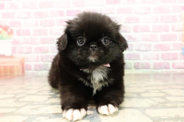東京都のハーフ犬・ミックス犬 (Coo&RIKU新宿三丁目店/2025年7月15日生まれ/女の子/黒)の子犬の1枚目の画像