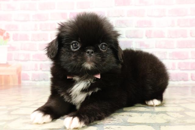 東京都のハーフ犬・ミックス犬 (Coo&RIKU新宿三丁目店/2025年7月15日生まれ/女の子/黒)の子犬の2枚目の画像