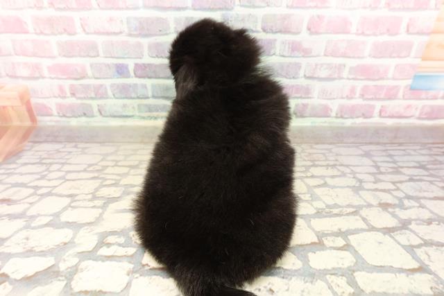 東京都のハーフ犬・ミックス犬 (Coo&RIKU新宿三丁目店/2025年7月15日生まれ/女の子/黒)の子犬の4枚目の画像
