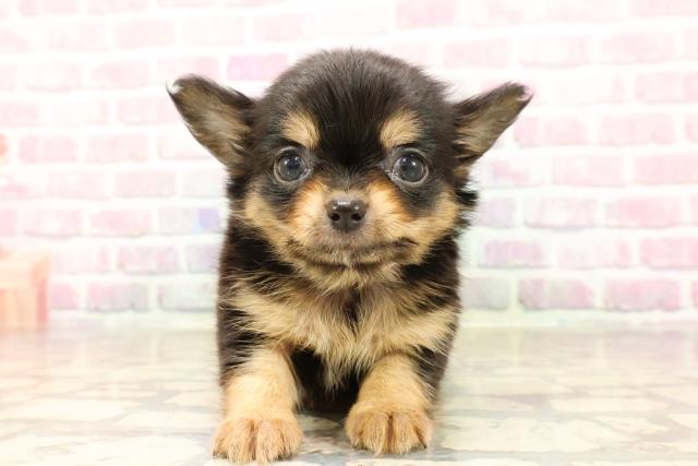 東京都のチワワ(ロング) (Coo&RIKU自由が丘店/2025年7月15日生まれ/女の子/ブラックタン)の子犬