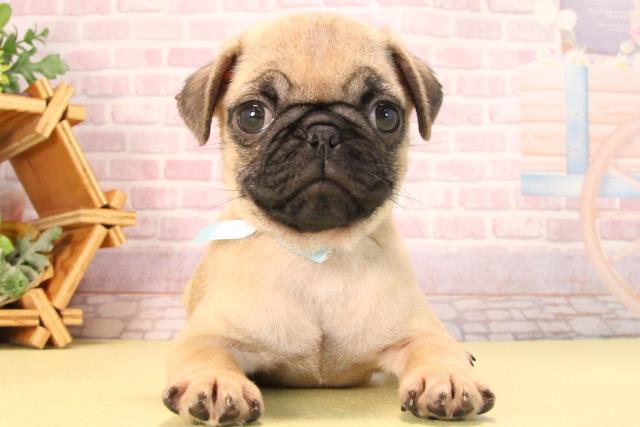 岐阜県のパグ (Coo&RIKU岐阜店/2025年7月16日生まれ/男の子/フォーン)の子犬の1枚目の画像