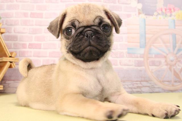 岐阜県のパグ (Coo&RIKU岐阜店/2025年7月16日生まれ/男の子/フォーン)の子犬の2枚目の画像