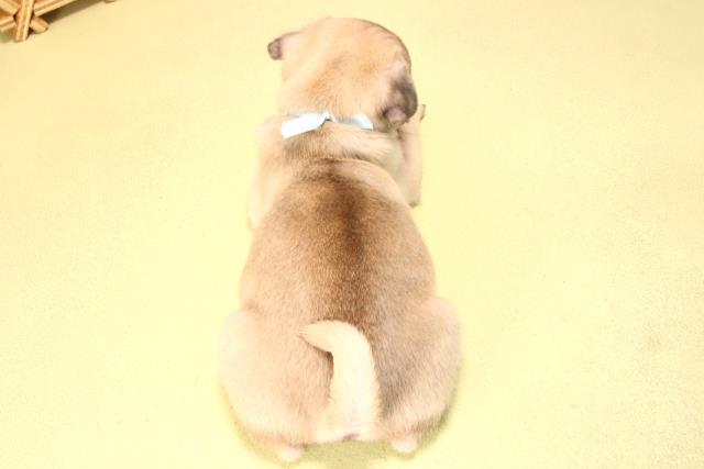 岐阜県のパグ (Coo&RIKU岐阜店/2025年7月16日生まれ/男の子/フォーン)の子犬の4枚目の画像