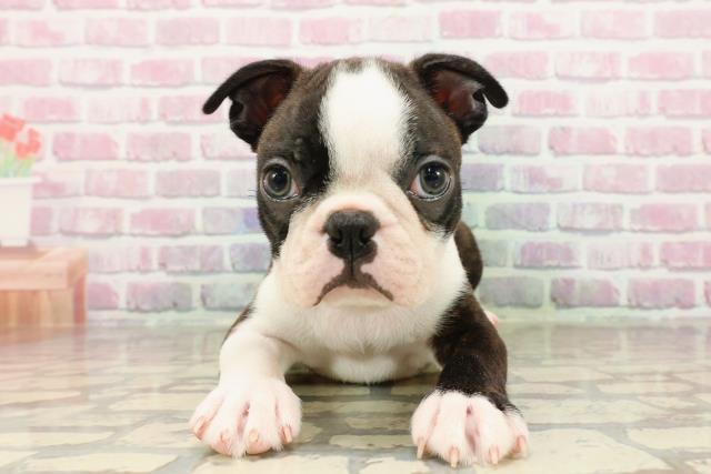 栃木県のボストンテリア (Coo&RIKU宇都宮店/2025年7月17日生まれ/男の子/ボストンカラー)の子犬の1枚目の画像