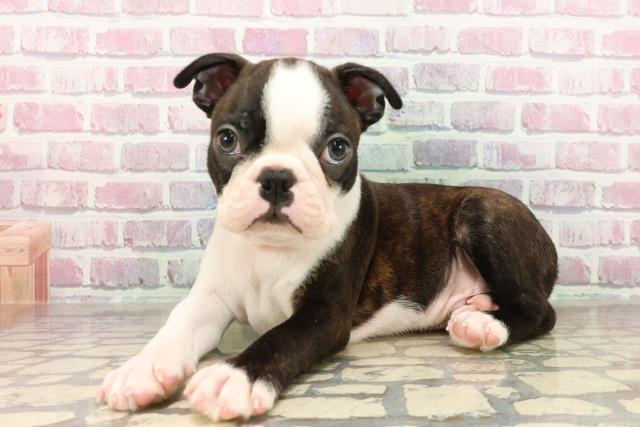 栃木県のボストンテリア (Coo&RIKU宇都宮店/2025年7月17日生まれ/男の子/ボストンカラー)の子犬の2枚目の画像