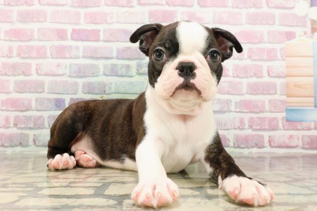 栃木県のボストンテリア (Coo&RIKU宇都宮店/2025年7月17日生まれ/男の子/ボストンカラー)の子犬の3枚目の画像
