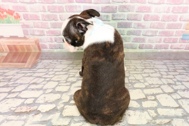 栃木県のボストンテリア (Coo&RIKU宇都宮店/2025年7月17日生まれ/男の子/ボストンカラー)の子犬の4枚目の画像