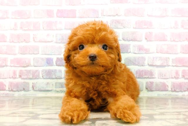 栃木県のトイプードル(トイ) (Coo&RIKUFKDインターパーク店/2025年7月17日生まれ/男の子/レッド)の子犬の1枚目の画像