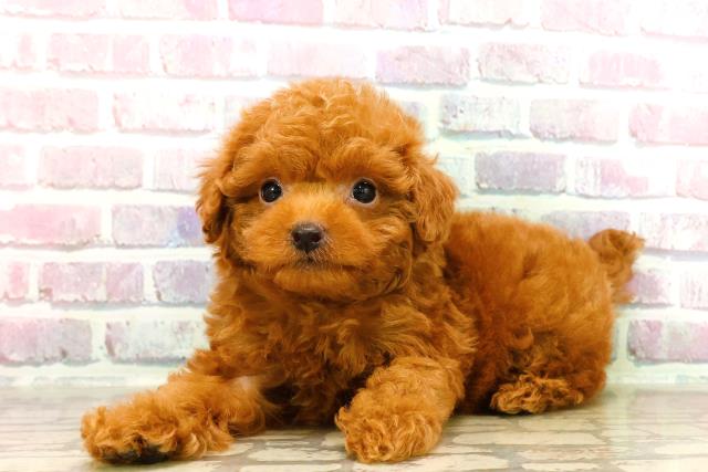栃木県のトイプードル(トイ) (Coo&RIKUFKDインターパーク店/2025年7月17日生まれ/男の子/レッド)の子犬の2枚目の画像