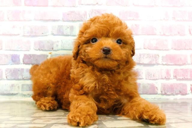 栃木県のトイプードル(トイ) (Coo&RIKUFKDインターパーク店/2025年7月17日生まれ/男の子/レッド)の子犬の3枚目の画像