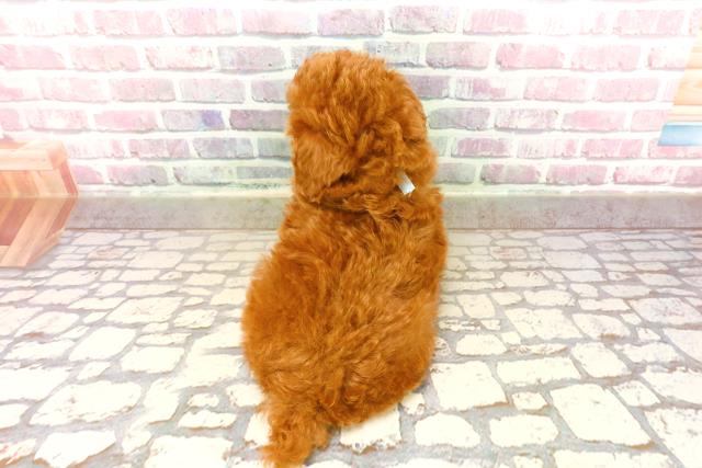 栃木県のトイプードル(トイ) (Coo&RIKUFKDインターパーク店/2025年7月17日生まれ/男の子/レッド)の子犬の4枚目の画像
