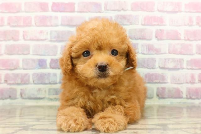東京都のトイプードル(トイ) (Coo&RIKU八王子西店/2025年7月17日生まれ/男の子/アプリコット)の子犬