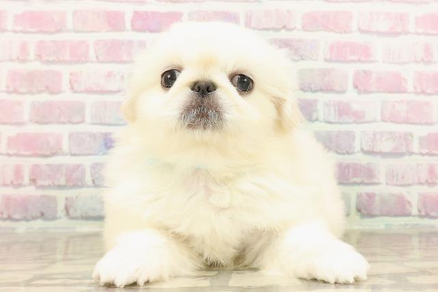 山梨県のペキニーズ (Coo&RIKU甲府昭和通り店/2025年7月17日生まれ/男の子/クリーム)の子犬