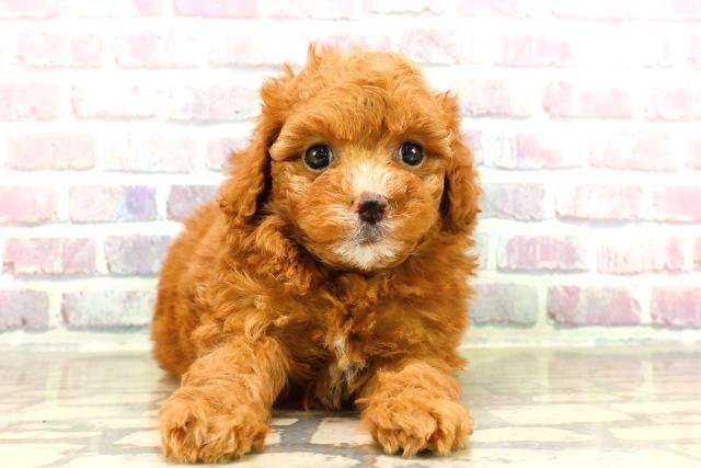 東京都のトイプードル(トイ) (Coo&RIKU府中店/2025年7月15日生まれ/女の子/レッド)の子犬の1枚目の画像