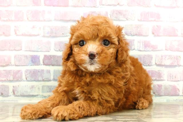 東京都のトイプードル(トイ) (Coo&RIKU府中店/2025年7月15日生まれ/女の子/レッド)の子犬の2枚目の画像