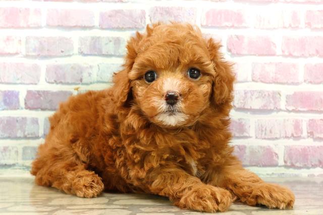 東京都のトイプードル(トイ) (Coo&RIKU府中店/2025年7月15日生まれ/女の子/レッド)の子犬の3枚目の画像