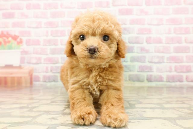 東京都のトイプードル(トイ) (Coo&RIKU立川店/2025年7月15日生まれ/女の子/アプリコット)の子犬