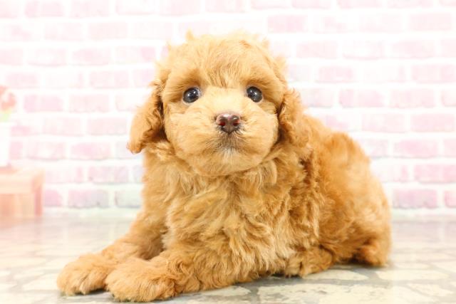 茨城県のトイプードル(トイ) (Coo&RIKU筑西店/2025年7月15日生まれ/男の子/アプリコット)の子犬の2枚目の画像