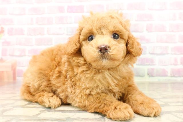 茨城県のトイプードル(トイ) (Coo&RIKU筑西店/2025年7月15日生まれ/男の子/アプリコット)の子犬の3枚目の画像