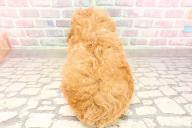 茨城県のトイプードル(トイ) (Coo&RIKU筑西店/2025年7月15日生まれ/男の子/アプリコット)の子犬の4枚目の画像