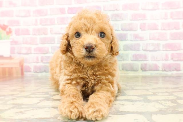 茨城県のトイプードル(トイ) (Coo&RIKU石岡店/2025年7月14日生まれ/男の子/アプリコット)の子犬の1枚目の画像