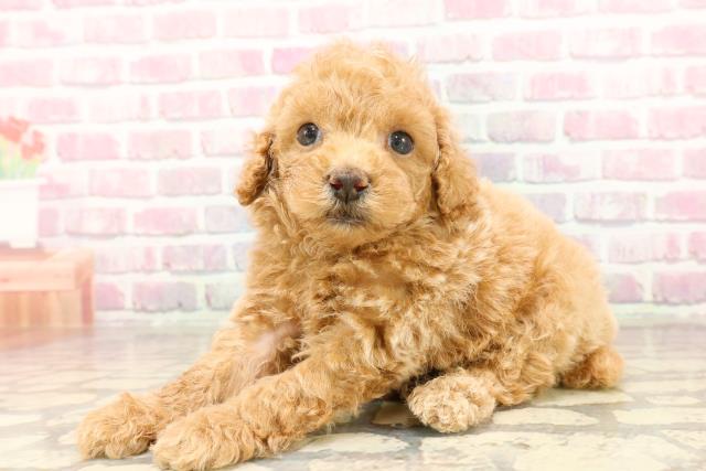 茨城県のトイプードル(トイ) (Coo&RIKU石岡店/2025年7月14日生まれ/男の子/アプリコット)の子犬の2枚目の画像
