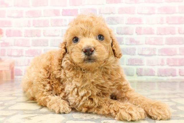 茨城県のトイプードル(トイ) (Coo&RIKU石岡店/2025年7月14日生まれ/男の子/アプリコット)の子犬の3枚目の画像