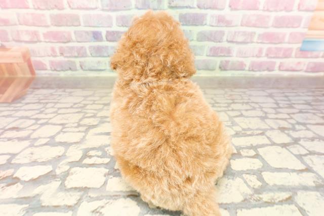 茨城県のトイプードル(トイ) (Coo&RIKU石岡店/2025年7月14日生まれ/男の子/アプリコット)の子犬の4枚目の画像