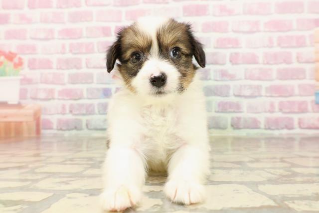 栃木県のパピヨン (Coo&RIKUFKDインターパーク店/2025年7月17日生まれ/女の子/ホワイトブラウン)の子犬の1枚目の画像