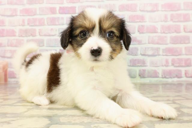 栃木県のパピヨン (Coo&RIKUFKDインターパーク店/2025年7月17日生まれ/女の子/ホワイトブラウン)の子犬の3枚目の画像