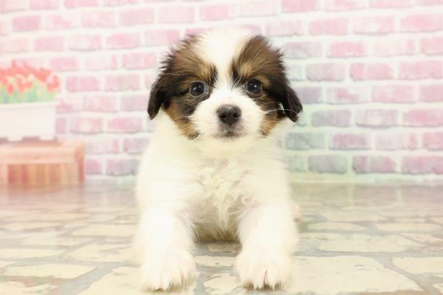 神奈川県のパピヨン (Coo&RIKU江の島店/2025年7月17日生まれ/男の子/ホワイトブラウン)の子犬の1枚目の画像