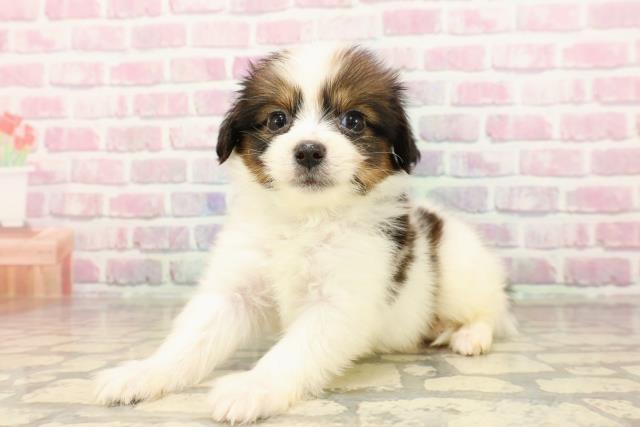 神奈川県のパピヨン (Coo&RIKU江の島店/2025年7月17日生まれ/男の子/ホワイトブラウン)の子犬の2枚目の画像