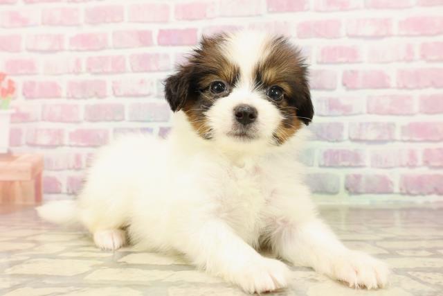 神奈川県のパピヨン (Coo&RIKU江の島店/2025年7月17日生まれ/男の子/ホワイトブラウン)の子犬の3枚目の画像