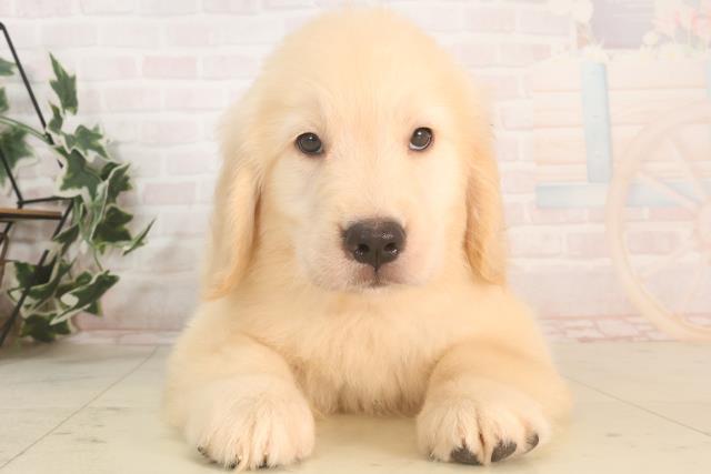兵庫県のゴールデンレトリバー (Coo&RIKU姫路店/2025年5月21日生まれ/男の子/ゴールデン)の子犬