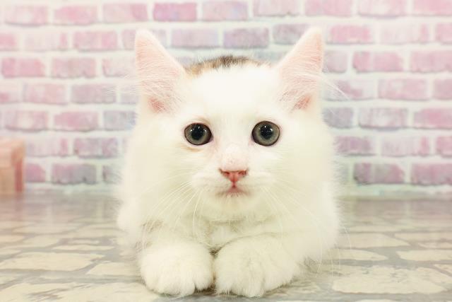 埼玉県のラガマフィン (Coo&RIKUアニマルケアセンター大宮/2025年7月5日生まれ/男の子/ブラウンタビーホワイト)の子猫