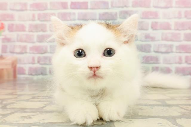埼玉県のラガマフィン (Coo&RIKUアニマルケアセンター大宮/2025年7月5日生まれ/男の子/ブラウンタビーホワイト)の子猫