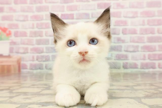 東京都のラグドール (Coo&RIKU中野サンモール店/2025年7月9日生まれ/男の子/シールポイントバイカラー)の子猫の1枚目の画像
