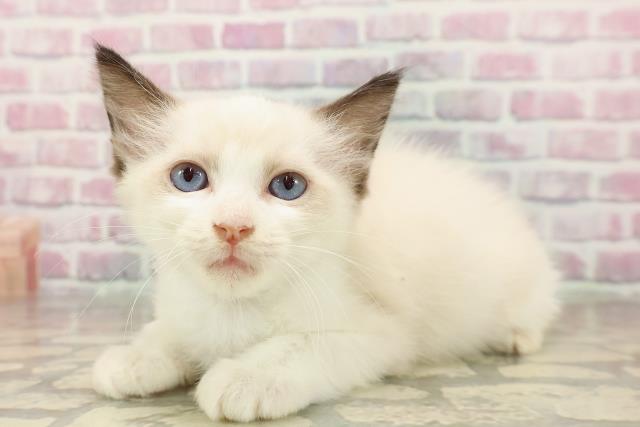 東京都のラグドール (Coo&RIKU中野サンモール店/2025年7月9日生まれ/男の子/シールポイントバイカラー)の子猫の2枚目の画像
