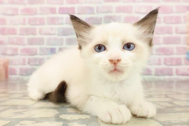 東京都のラグドール (Coo&RIKU中野サンモール店/2025年7月9日生まれ/男の子/シールポイントバイカラー)の子猫の3枚目の画像