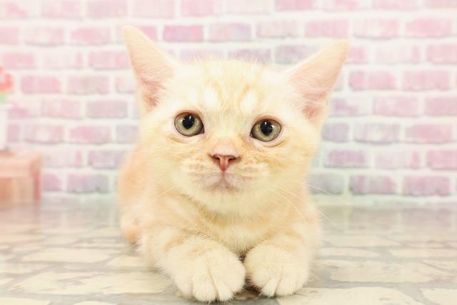 群馬県のアメリカンショートヘアー (Coo&RIKU前橋店/2025年7月6日生まれ/男の子/クリームタビー)の子猫の1枚目の画像