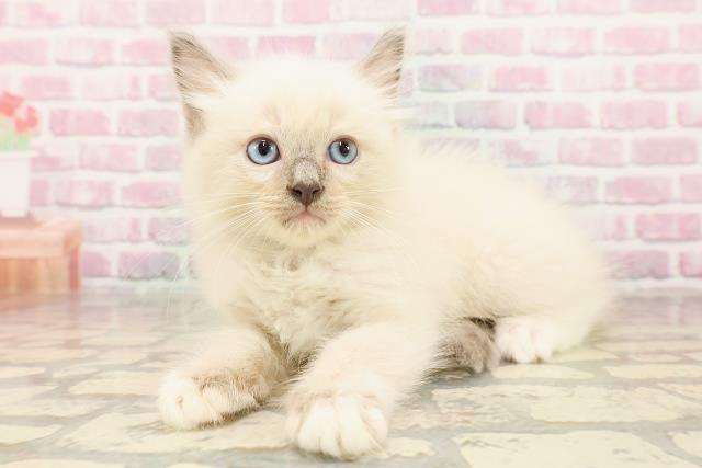 東京都のラグドール (Coo&RIKU赤坂店/2025年7月17日生まれ/男の子/ブルーポイントミテッド)の子猫の2枚目の画像