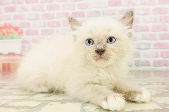 東京都のラグドール (Coo&RIKU赤坂店/2025年7月17日生まれ/男の子/ブルーポイントミテッド)の子猫の3枚目の画像