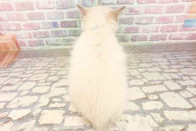 東京都のラグドール (Coo&RIKU赤坂店/2025年7月17日生まれ/男の子/ブルーポイントミテッド)の子猫の4枚目の画像