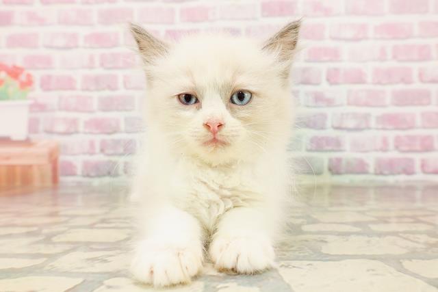 群馬県のラグドール (Coo&RIKU前橋店/2025年7月17日生まれ/女の子/ブルーポイントバイカラー)の子猫の1枚目の画像