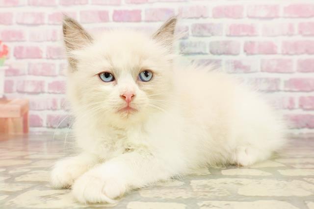 群馬県のラグドール (Coo&RIKU前橋店/2025年7月17日生まれ/女の子/ブルーポイントバイカラー)の子猫の2枚目の画像