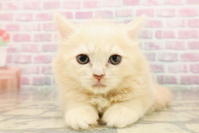 福井県のラガマフィン (Coo&RIKU福井店/2025年7月8日生まれ/女の子/クリームタビー)の子猫の1枚目の画像