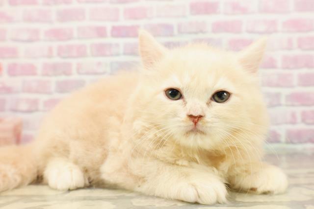 福井県のラガマフィン (Coo&RIKU福井店/2025年7月8日生まれ/女の子/クリームタビー)の子猫の3枚目の画像