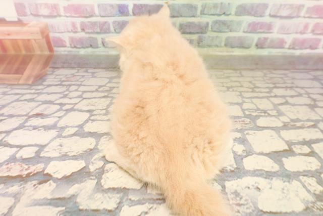 福井県のラガマフィン (Coo&RIKU福井店/2025年7月8日生まれ/女の子/クリームタビー)の子猫の4枚目の画像