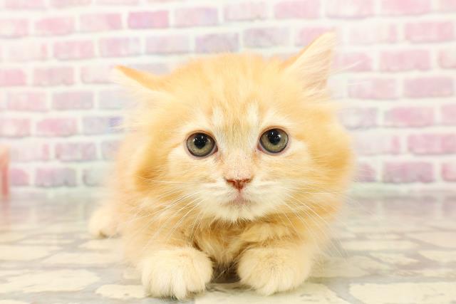 沖縄県のラガマフィン (Coo&RIKUイオン北谷店/2025年7月8日生まれ/女の子/レッドタビー)の子猫の1枚目の画像